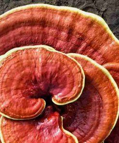 Reishi Ling Zhi (Ganoderma Lucidum) Rosso 100% BIO - Intero Essiccato