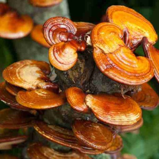 Reishi Ling Zhi (Ganoderma Lucidum) Rosso 100% BIO - Estratto Polvere 5:1